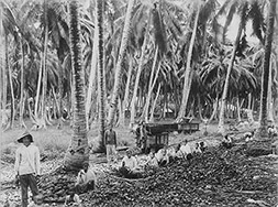 ‘Cocos palm plantation in the Dutch East Indies’, anonymous, ca. 1895 - ca. 1915. Image: Rijksmuseum.